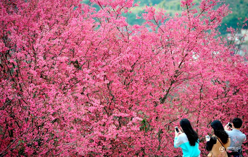 벌써 꽃이 피는 中남방, 광둥서 아름다운 벚꽃 구경 한창