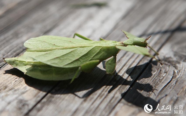 희귀한 대벌레 중국 운남서 발견, ‘걸어 다니는 나뭇잎’