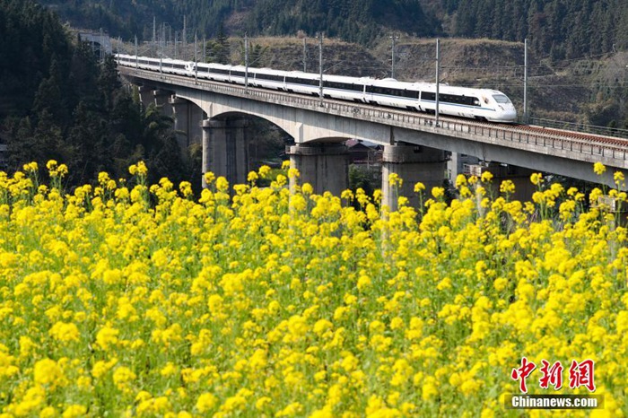 중국에 찾아온 봄, 유채꽃밭 사이로 떠나는 기차여행
