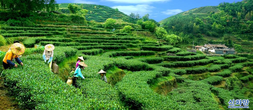 차(茶)문화 등 中 전통농업 시스템 3개, 세계중요농업유산 등재